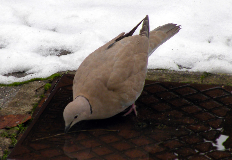 Ospiti